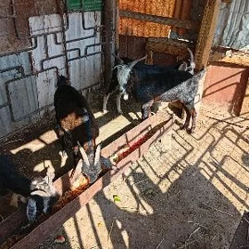 dog erkecler