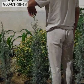 Arizonski Kiparis