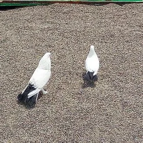 Kepderi