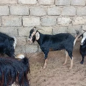 Geçi dog erkeçler