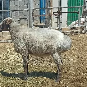 goc gurbanlyga bicilmedik