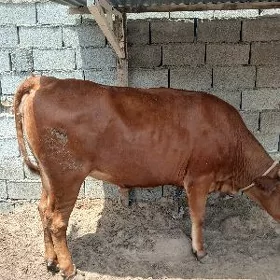 tüwe