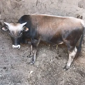 öküz