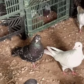 кептер