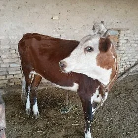 sygyr