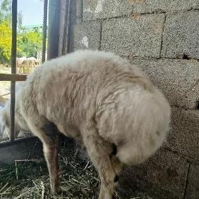 goç goýun