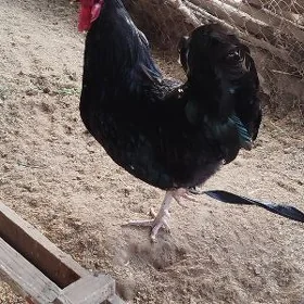 Horaz