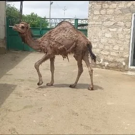 Ogşuk