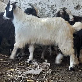 Çewiş