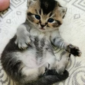 шотландский мальчик