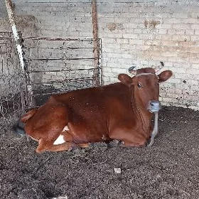 yuwaş sygyr 3garyn