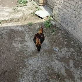 ZALATİSKA