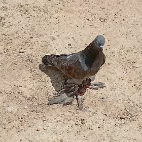 Kepderi