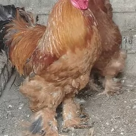 Arginal brama