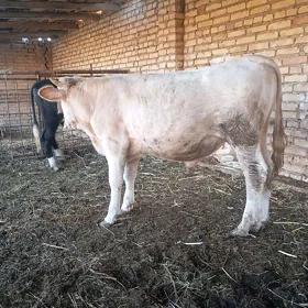 Simmental Öküz