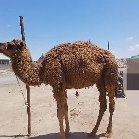 Ogsuk