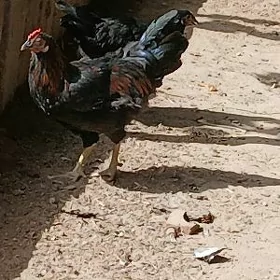 Horaz 6 aýlyk
