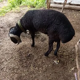 kockar