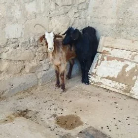 geçi goýun tokli