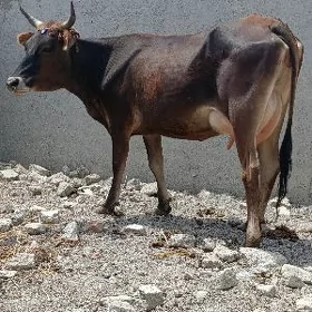 şwes tohum göleli sygyr