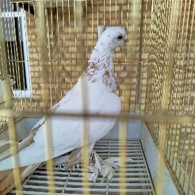Kepderi balakly