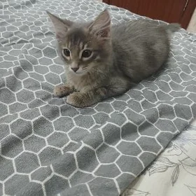 Пропал котёнок