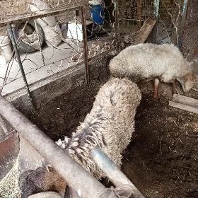 kockar