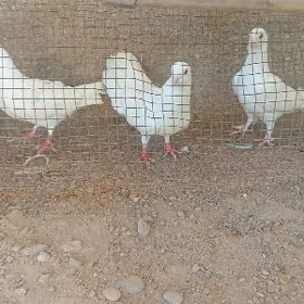 ak..kepderi