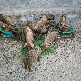 doñuz