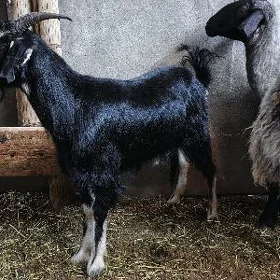 Erkeç işşek
