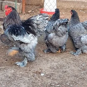 brama