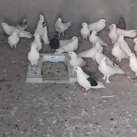 Kepderi