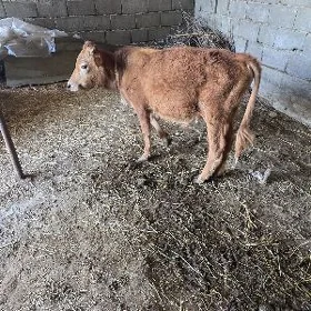 Öküz