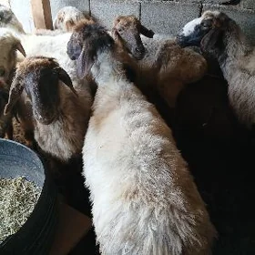 Goyun geci