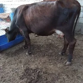 Sygyr
