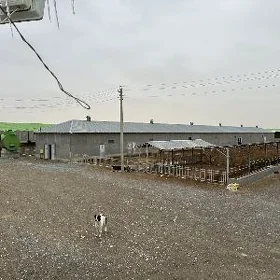 Satlyk Hususy Emlak Ferma