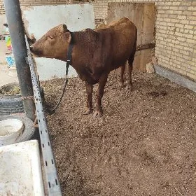 öküz