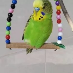yas wolnisdi guslar