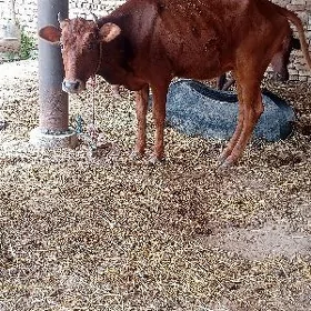 unajyn