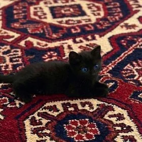 шотландский котёнок
