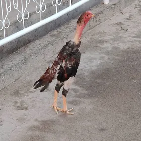 байсы жуже