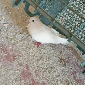 AK kepderi