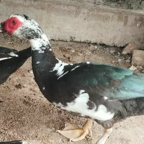 мускус ордаклар