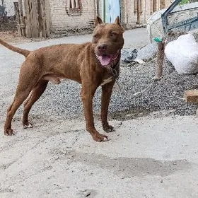pitbul