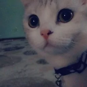 pişik