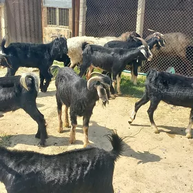Dog erkeçler