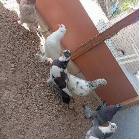 ak kepderi