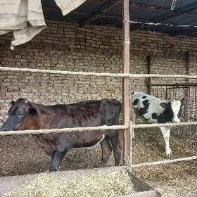Galaşteyn öküzçeler