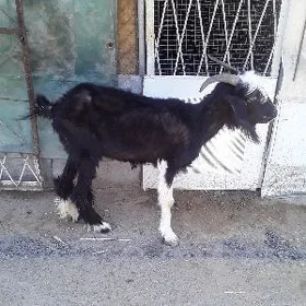 geçi