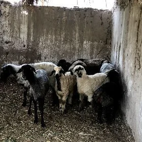 guzi